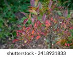 Small photo of reddened leaves of blueberry bushes in the garden from water and cold.