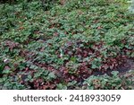 Small photo of reddened strawberry leaves in autumn.