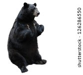Black Bear Free Stock Photo - Public Domain Pictures