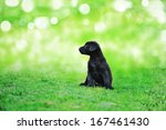 Black Beauty Puppy On The Grass ...