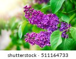 Purple Lilac Bush Blooming In...