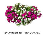 petunia flowers, clipping path included, VOL. 2