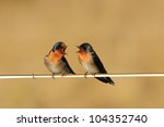 Two Welcome Swallows Arguing