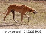 Small photo of skinny vagabond dog ,neglected by owners, stray walking outdoors on dry grass in a hot day