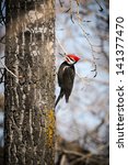 Pileated Woodpecker In The...