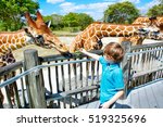Little kid boy watching and feeding giraffe in zoo. Happy child having fun with animals safari park on warm summer day.