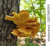 Yellow Mushrooms Growing On A...