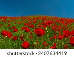 Vivid red poppies blanket the field, bold contrast against a deep blue sky, nature's splendor on display.