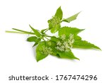 Small photo of Aegopodium podagraria or ground elder, herb gerard, bishop's weed, goutweed, gout wort, and snow-in-the-mountain English masterwort and wild masterwort. Isolated.
