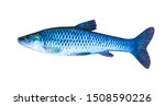 Small photo of small river fish warhead isolated on a white background
