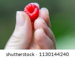 Raspberry in a hand, closeup view