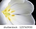 Close Up Image Of White Tulip...