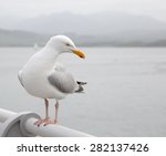 Seagull Perched On A Pier...