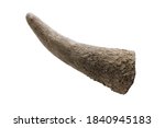 Small photo of Rhinoceros / Rhino horn close-up isolated on a white background