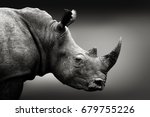 Highly alerted rhinoceros ...