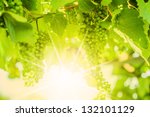 Fresh Green Grapes On Vine....