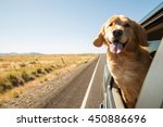 Golden Retriever Dog On A Road...
