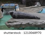 Seal In The Zoo