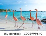 Pink flamingo, Aruba island