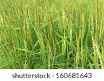 Green Rice Plant During...