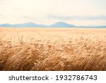 Field Of Wheat At Sunrise In...