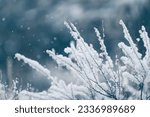 Snow-covered plants in winter forest during snowfall. Macro image, shallow depth of field. Winter nature background