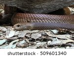 Eastern Brown Snake  Considered ...