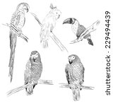 Vector Sketch Of A Parrots....