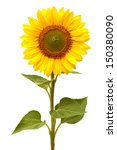 Sunflower Isolated On White...
