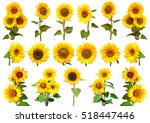 Sunflowers Collection On The...