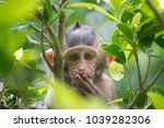 A cute monkey lives in a natural forest of Thailand.
