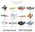 Characins Fish. Freshwater...