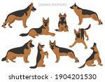 german shepherd dogs in...
