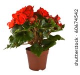 Isolated Flower In Pot  Begonia ...