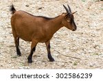 Brown Dwarf Goat  Cameroon...