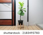Small photo of Fiddle leaf Fig or Ficus Lyrate in pot decorated in minimal style indoor.