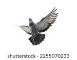 Flying pigeon in action isolated on white background. Grey pigeon in flight isolated. Uprisen view of a dove flying isolated. 