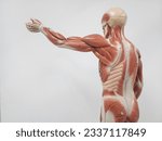 Human muscular and skeletal...