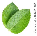 Green Mint Pepper Leaf Isolated ...
