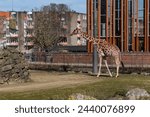 Small photo of Amsterdam, the Netherlands - March 14, 2024: Giraffe in Amsterdam Artis Zoo. Amsterdam Artis Zoo is oldest zoo in the country.