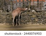 Small photo of Amsterdam, the Netherlands - March 14, 2024: Giraffe in Amsterdam Artis Zoo. Amsterdam Artis Zoo is oldest zoo in the country.