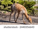 Small photo of Amsterdam, the Netherlands - March 14, 2024: The vicuna (Lama vicugna) in Amsterdam Artis Zoo. Amsterdam Artis Zoo is oldest zoo in the country.