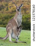 Kangaroo Mother With Baby Joey...