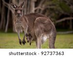 Kangaroo Mum With A Baby Joey...