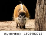 Red River Hogs Are Omnivores...