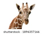 Close Up Photo Of Giraffe Face...