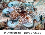 Small photo of Caribbean reef octopus,Octopus briareus is a coral reef marine animal.