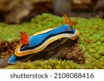 Small photo of Nudibranchs,njuːdɪbraeNk,are a group of soft-bodied, marine gastropod molluscs