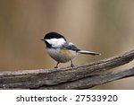 Chickadee Perched On A Branch...