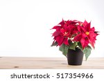  Red Poinsettia Christmas Plant ...